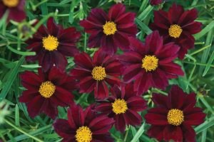 Coreopsis Rosea 'Mercury Rising'