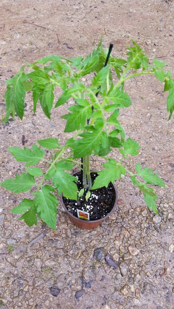 Tomato Plant 'Parks Whopper'