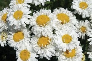 Leucanthemum X Superbum 'Freak!'