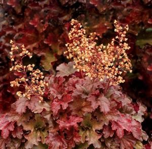 Heuchera Micrantha 'Root Beer' Coral Bells