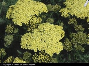 Achillea Millefolium Sunny Seduction Yarrow