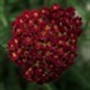 Achillea Millefolium 'Desert Evetm Red' Yarrow Online on Sale from HnG Nursery for trees & plants