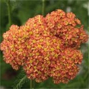 Achillea Millefolium 'Desert Evetm Terracotta'