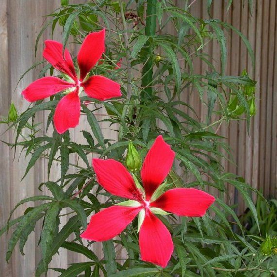 Hardy Hibiscus 'Texas Star' Online on Sale from HnG Nursery for trees & plants