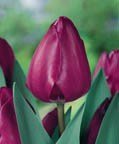 TULIP NEGRITA Satiny, Deep Purple Blooms