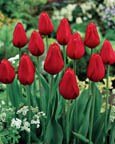 TULIP KINGSBLOOD