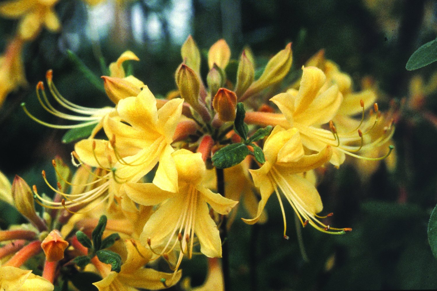 Rhododendron ' Admiral Semmes'