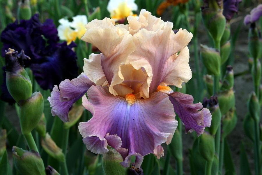 Iris Germanica Chasing Rainbows Bearded German Iris Online on Sale from HnG Nursery for trees & plants