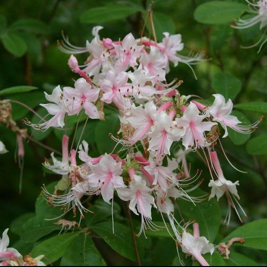 Rhododendron ' Camillas Blush'