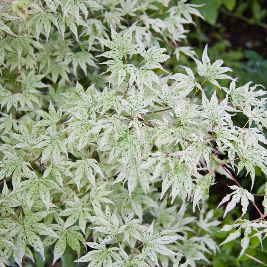 Ukigumo Japanese Maple