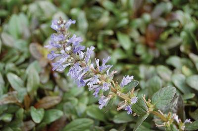 Ajuga Reptans Chocolate Chip