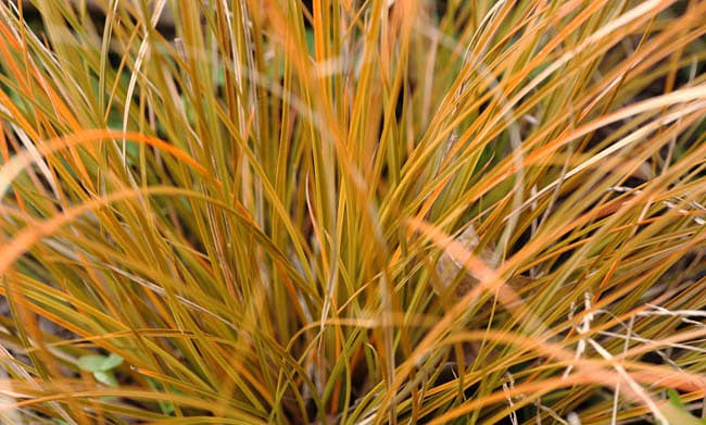 Grass: Carex Testacea 'Prairie Fire' Online on Sale from HnG Nursery for trees & plants