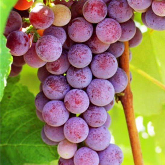 Catawba Grape