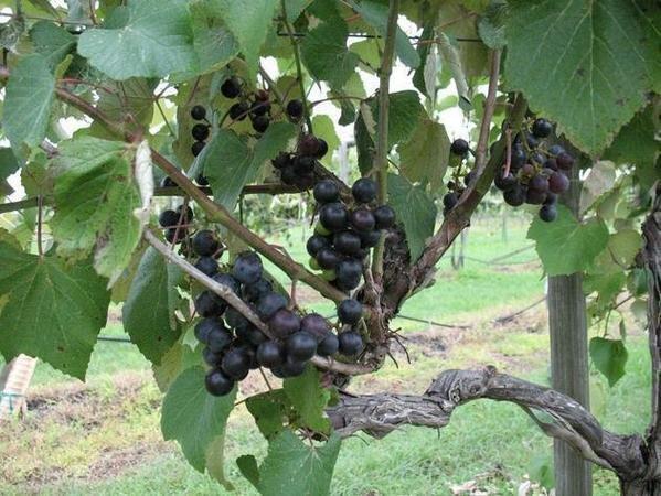 Champanelle Grape Vine