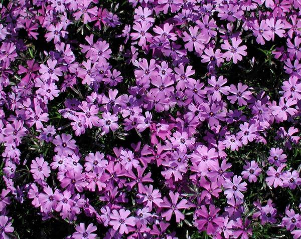 Phlox Subulata 'Purple Beauty' Purple Creeping Phlox Online on Sale from HnG Nursery for trees & plants