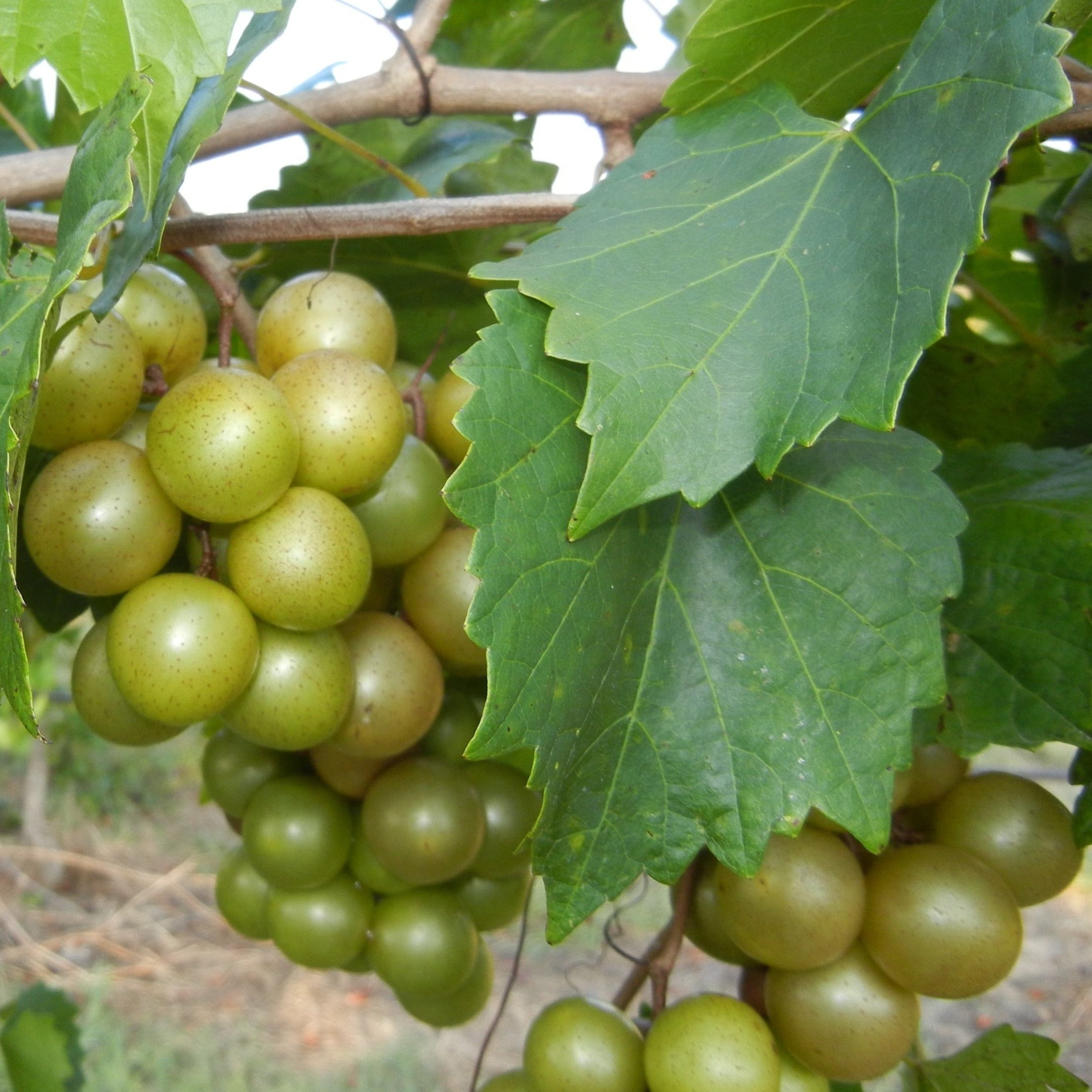 Pam Muscadine Grape Vine Shrub