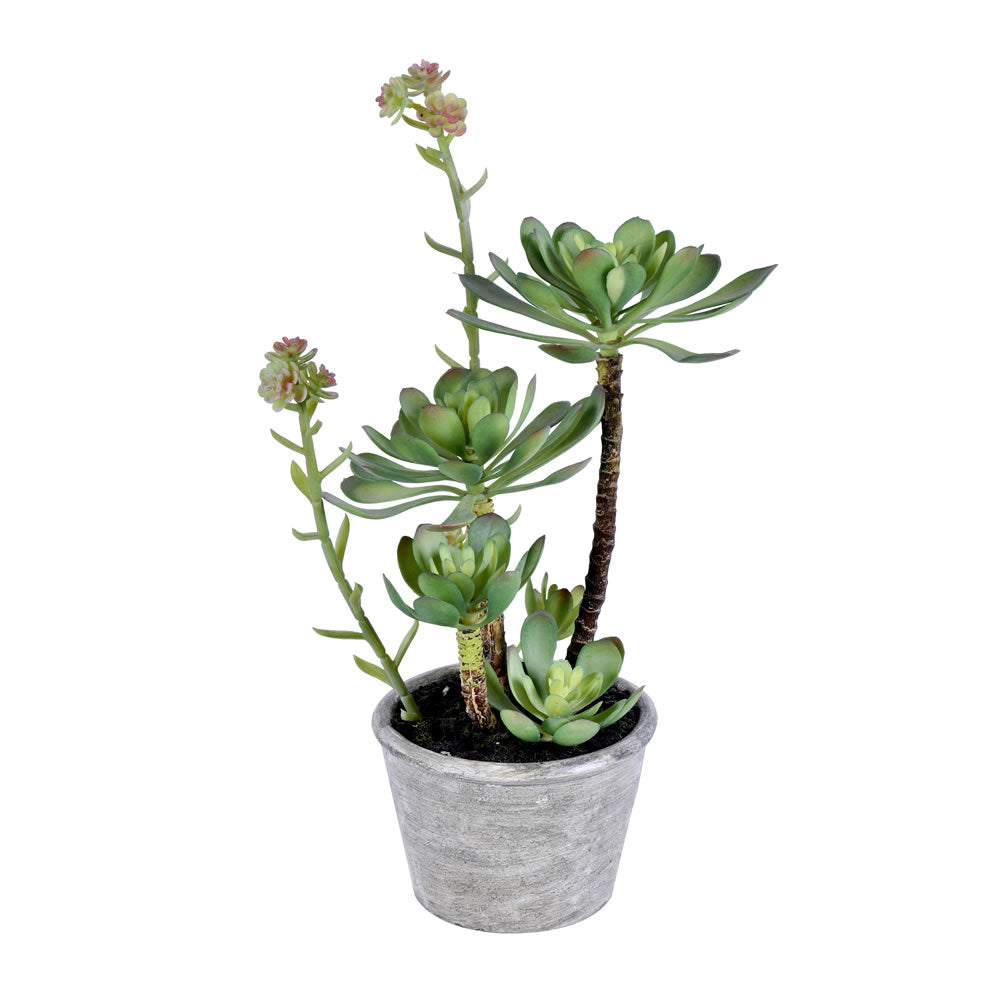 13.5 Inch Green Potted Succulent