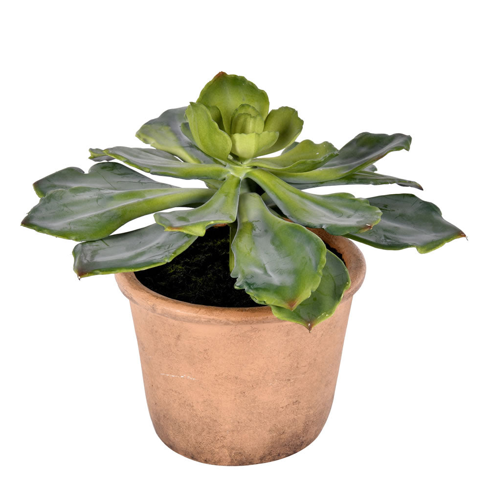 9 Inches Green Potted Succulent
