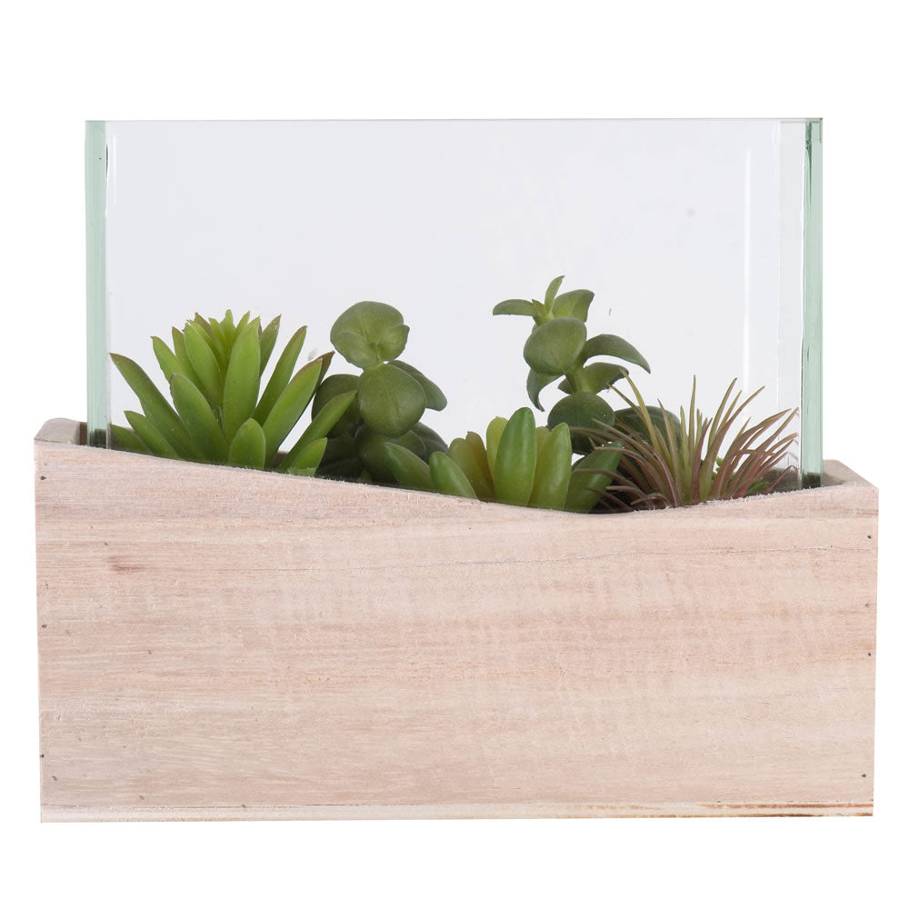 6 Inches Assorted Succulents in Glass
