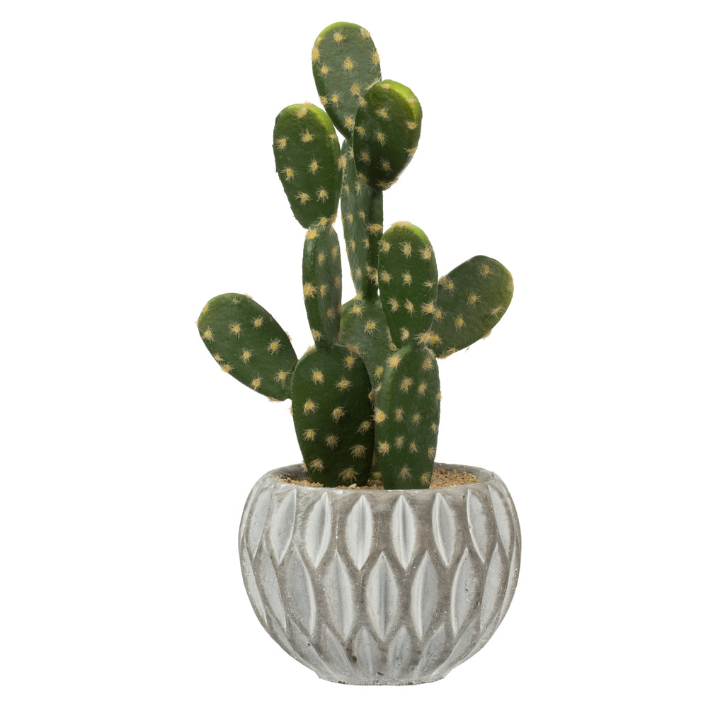 Green Potted Cactus