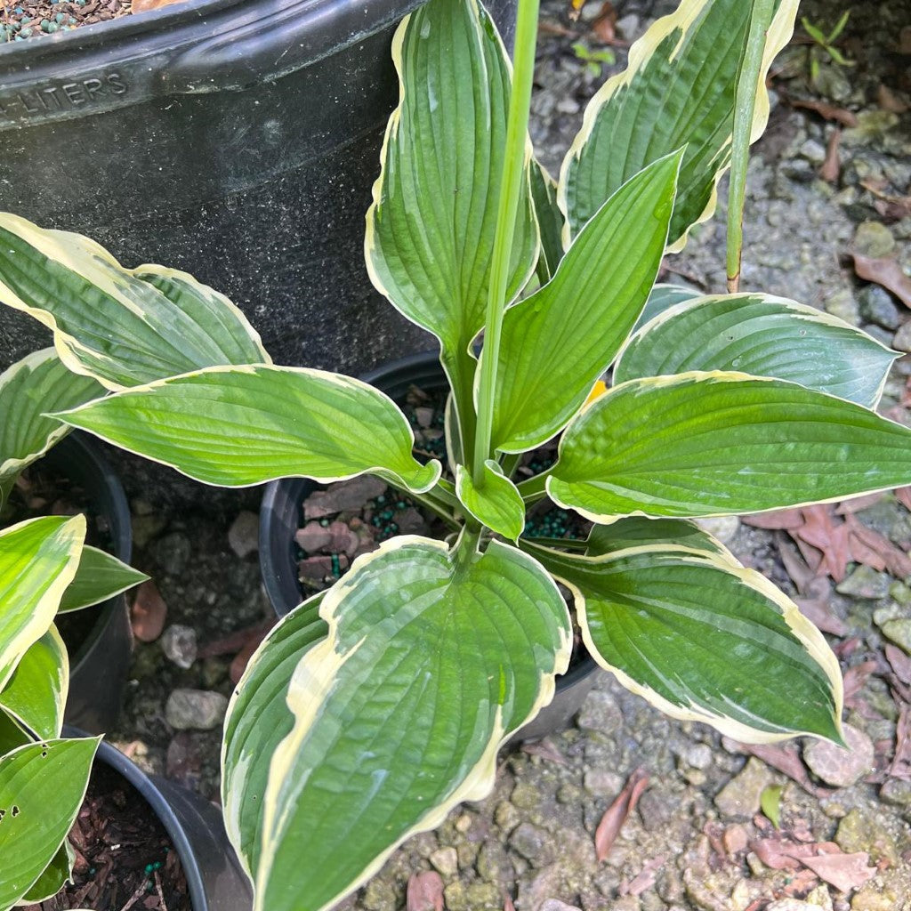 Francee hosta