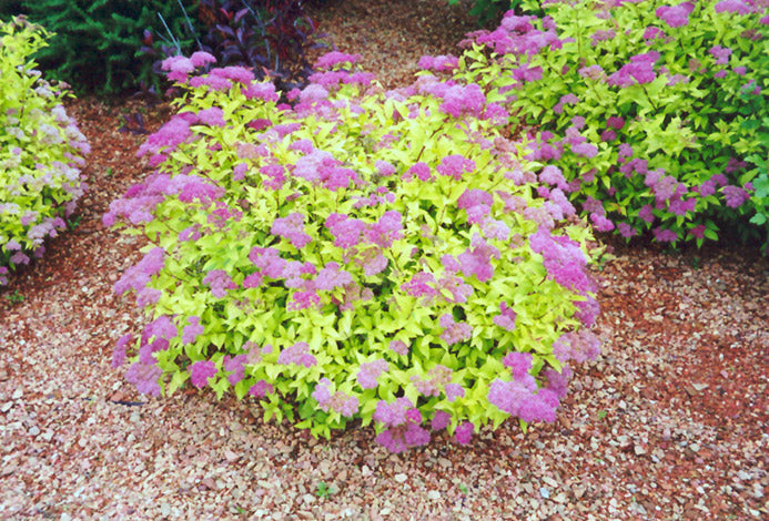 Goldmound Spirea