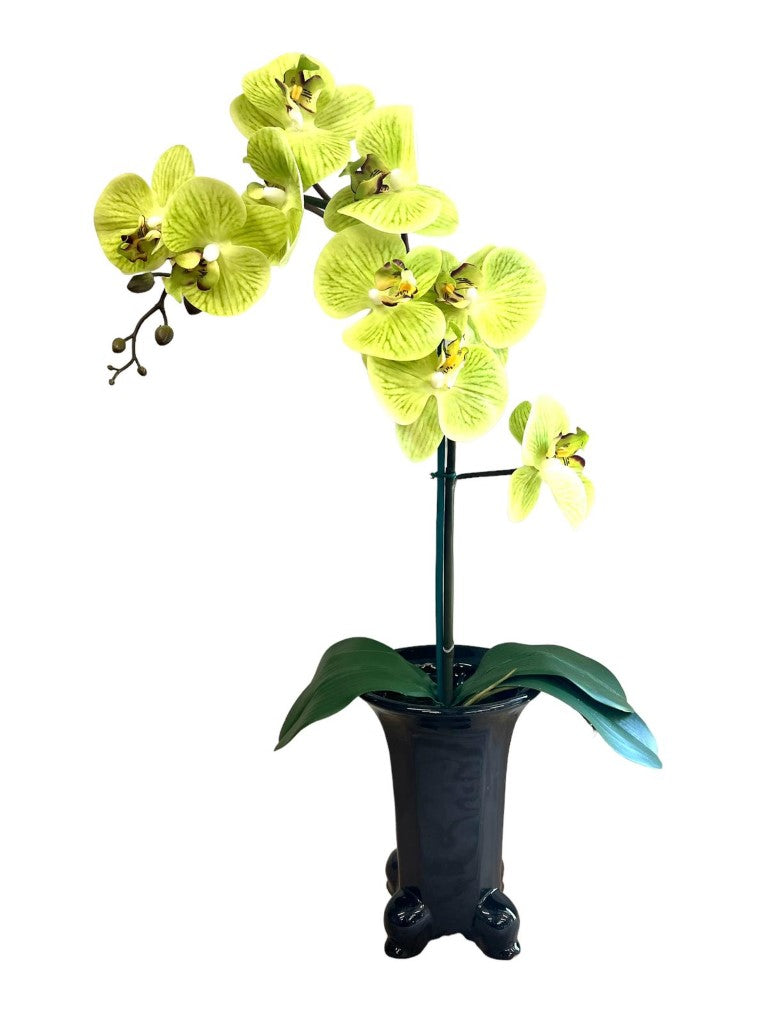 Stunning Orchids in Legged Pot-2