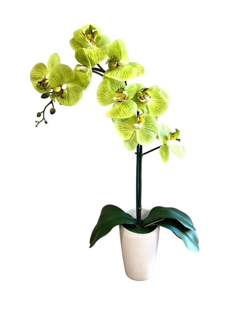 Stunning Orchids in Conical Pot-4
