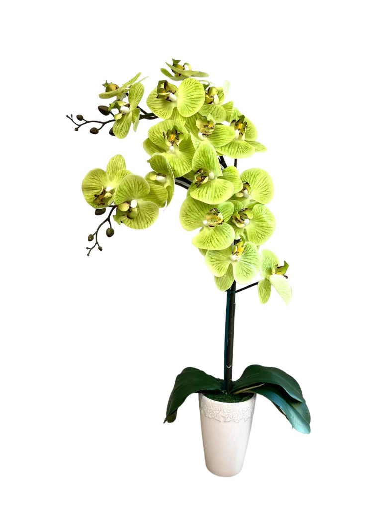 Stunning Orchids in Conical Pot-5