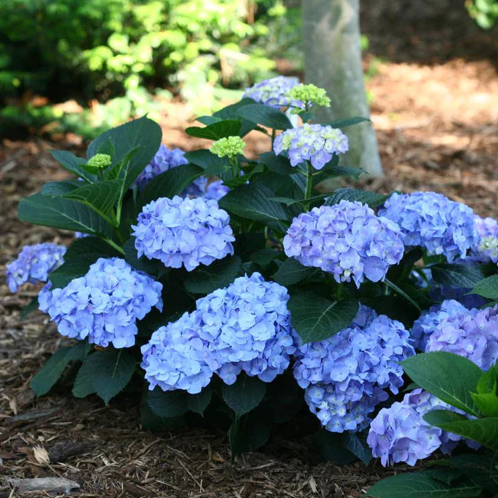 Let's Dance Blue Jangle Reblooming hydrangea Online on Sale from HnG Nursery for trees & plants