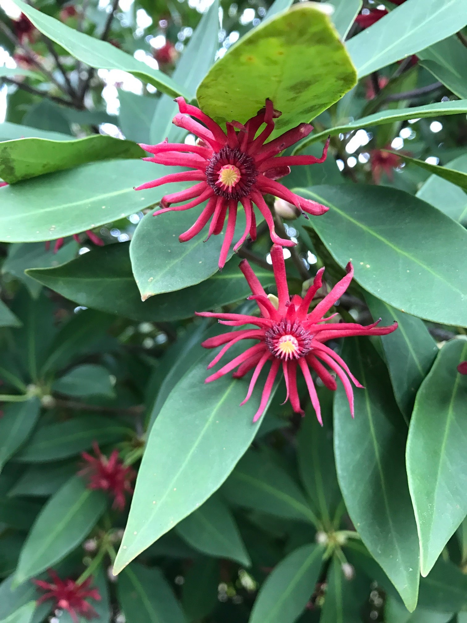 Florida Anise Tree Densely Leaved,