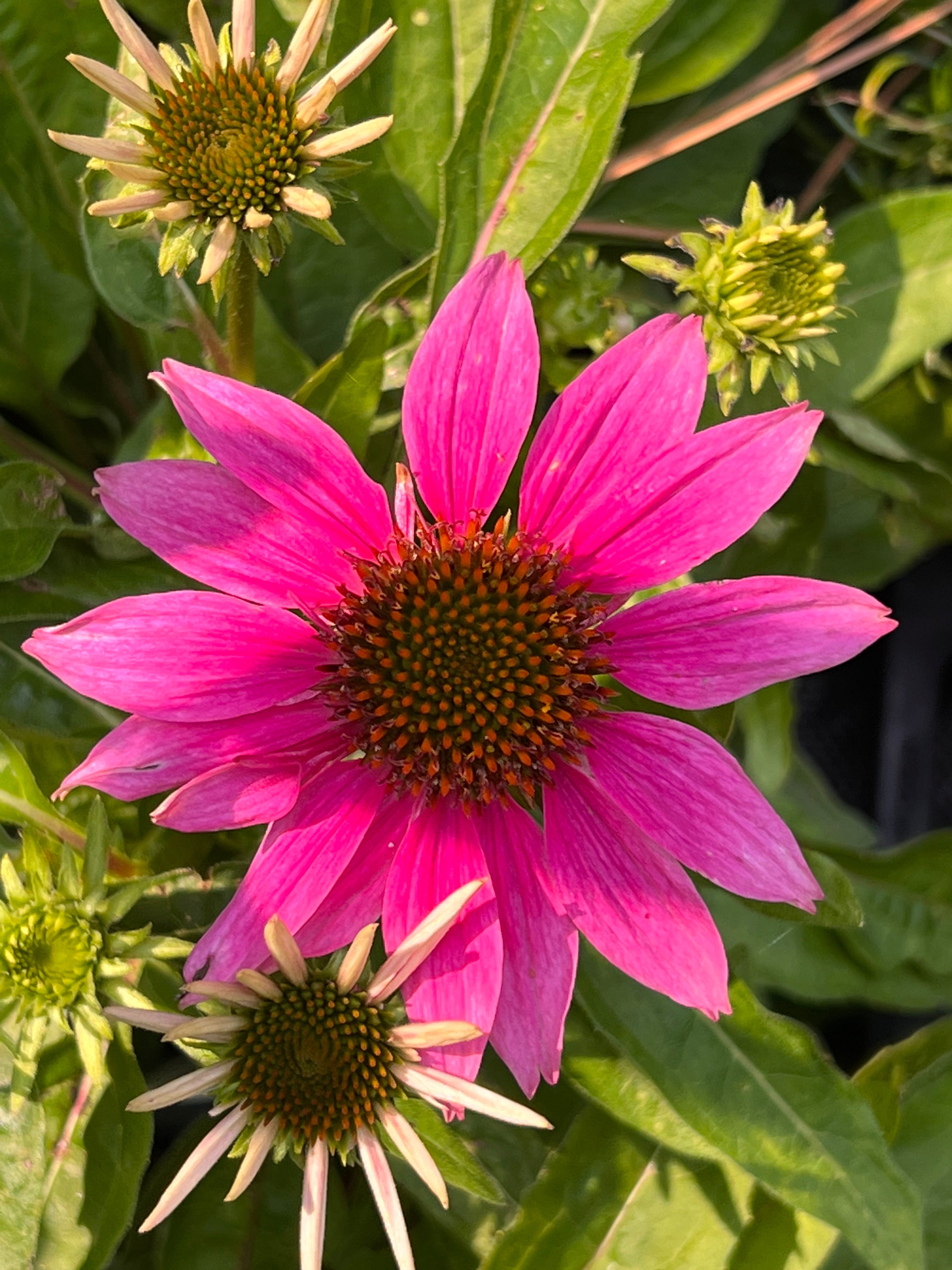 Echinacea Purpurea 'Pow Wow Wild Berry' Coneflower Online on Sale from HnG Nursery for trees & plants