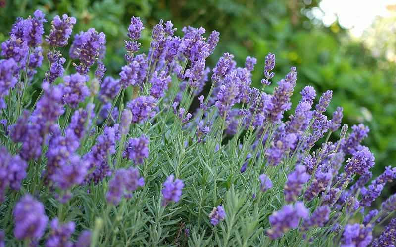 Lavandula X Intermedia 'Phenomenal' Lavender Online on Sale from HnG Nursery for trees & plants