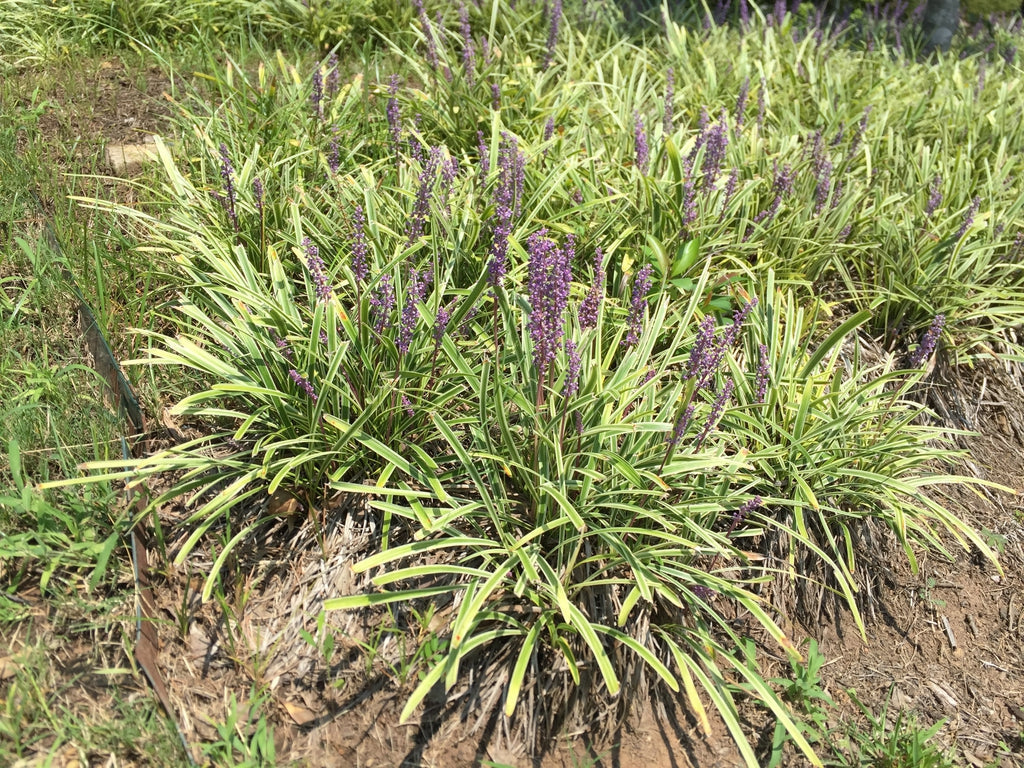 Liriope Spicata