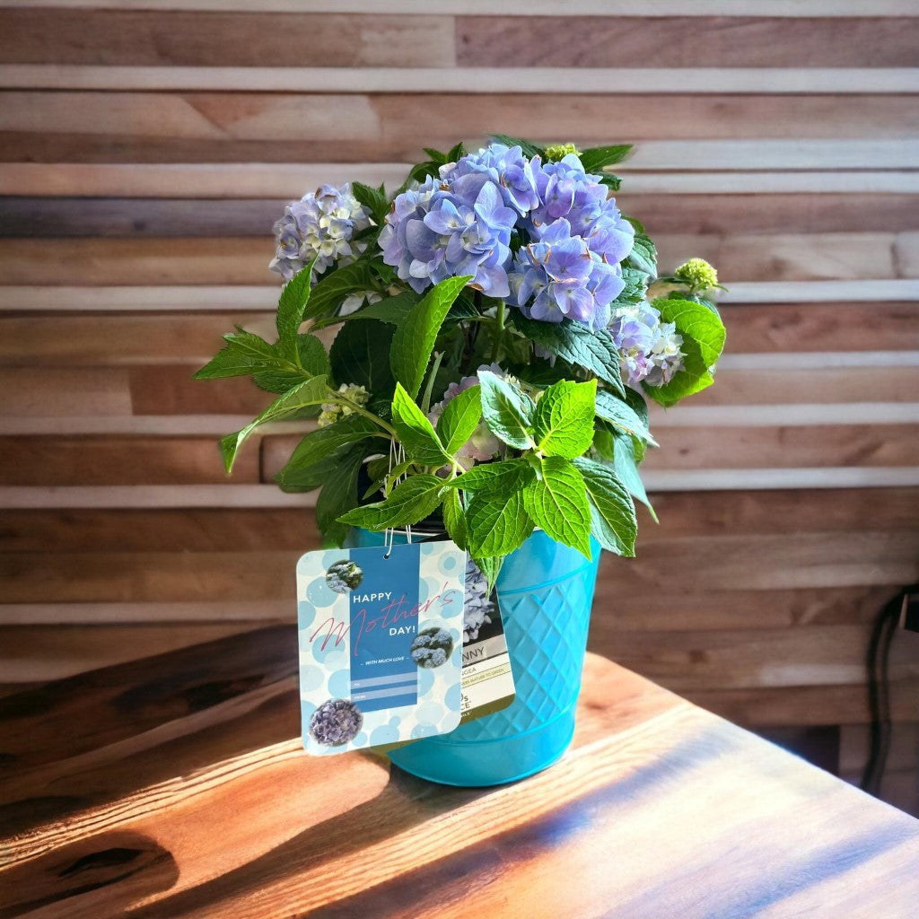 Mini Penny Hydrangea with beautiful pot-1