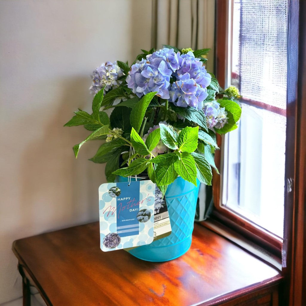 Mini Penny Hydrangea with beautiful pot-2