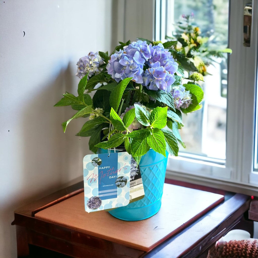 Mini Penny Hydrangea with beautiful pot-3