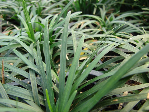 Ophiopogon Japonicus 'Nana' Dwarf Mondo Grass Online on Sale from HnG Nursery for trees & plants