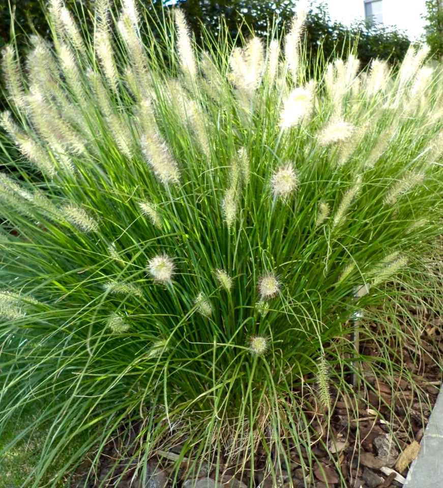 Pennisetum ' Hameln'