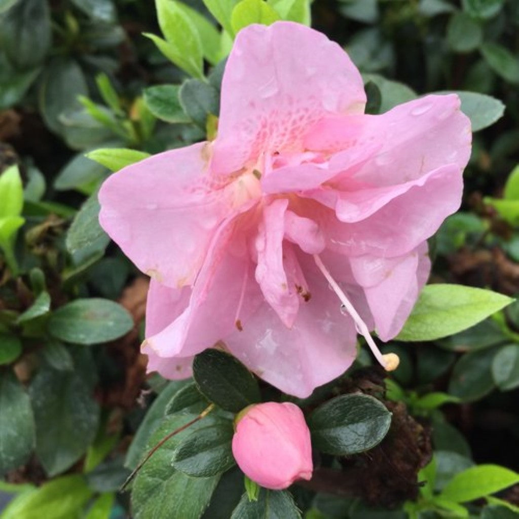 Perfecto Mundo Double Pink Reblooming Azalea Online on Sale from HnG Nursery for trees & plants