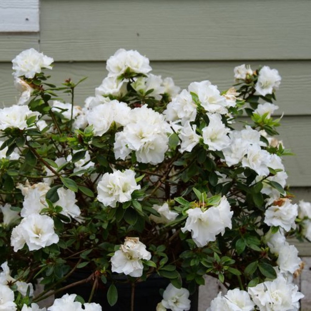 Perfecto Mundo Double White Reblooming Azalea-1