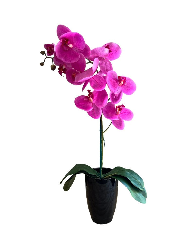 Stunning Orchids in Conical Pot-2