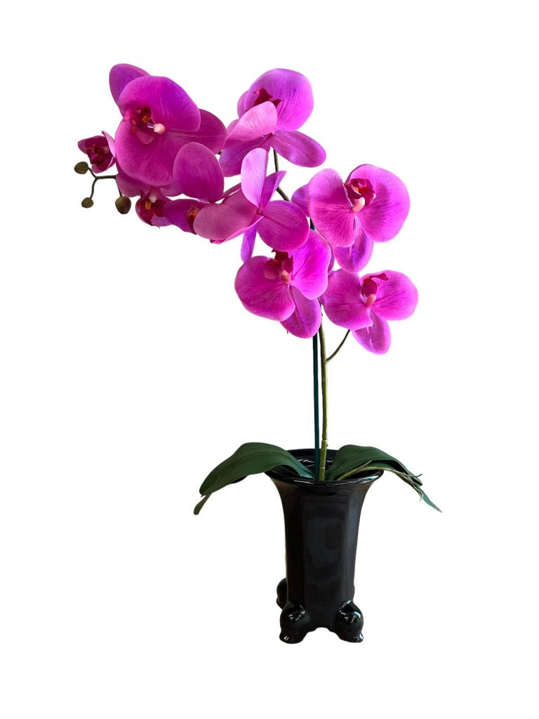 Stunning Orchids in Legged Pot