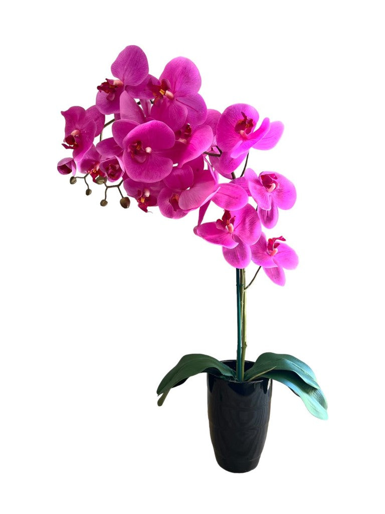 Stunning Orchids in Conical Pot-3