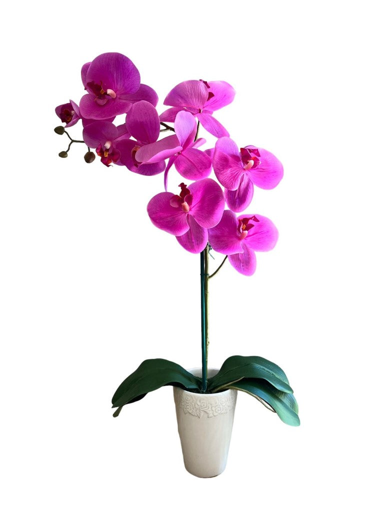 Stunning Orchids in Conical Pot
