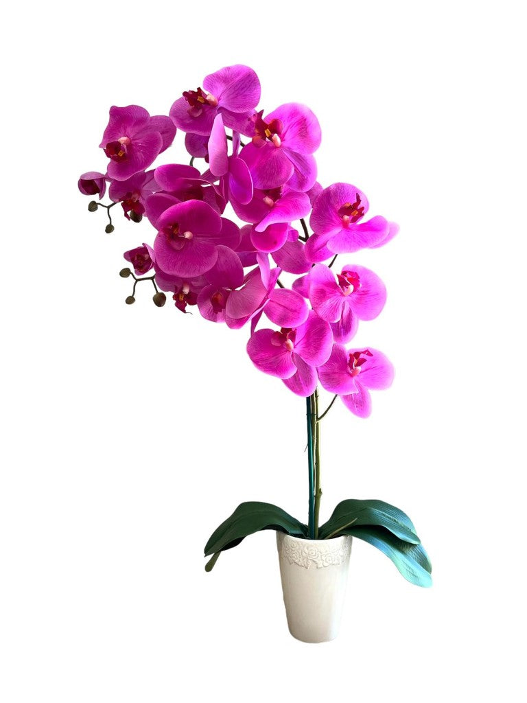 Stunning Orchids in Conical Pot-1
