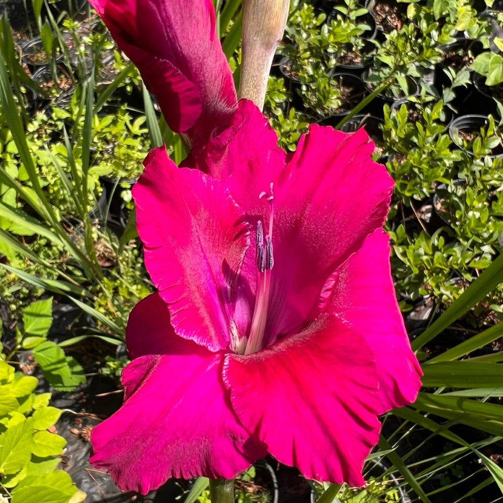 Plum Tart Deluxe Gladiolus