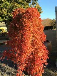 Ryusen Japanese Maple