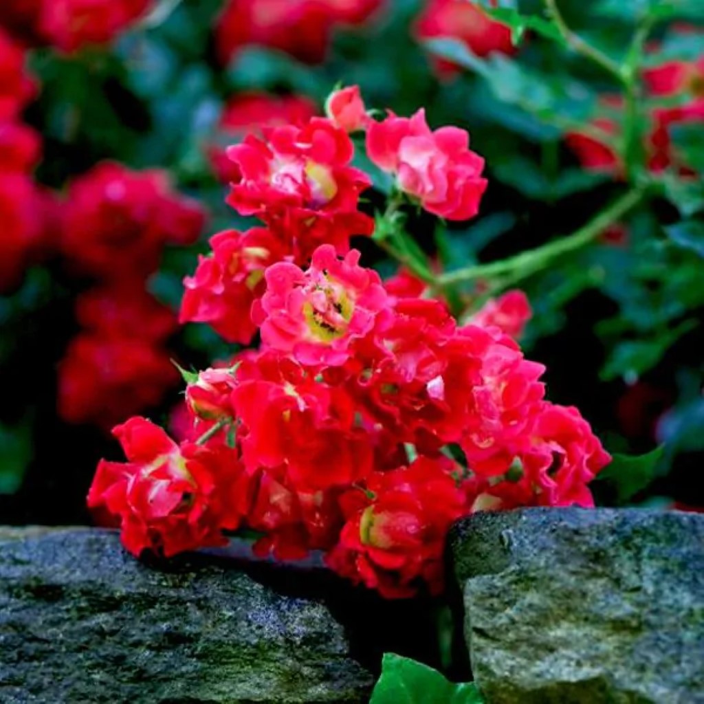 Red Drift Rose-1