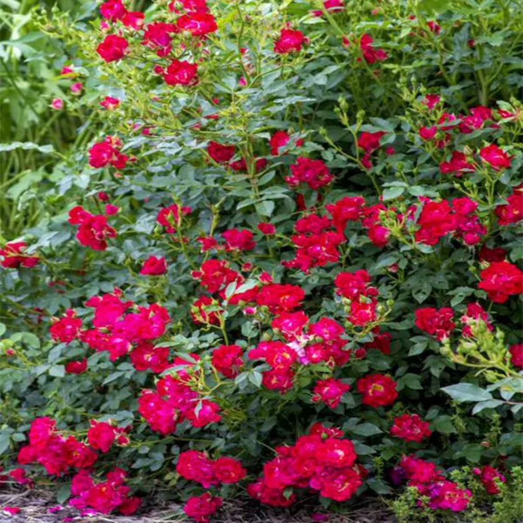 Red Drift Rose-2